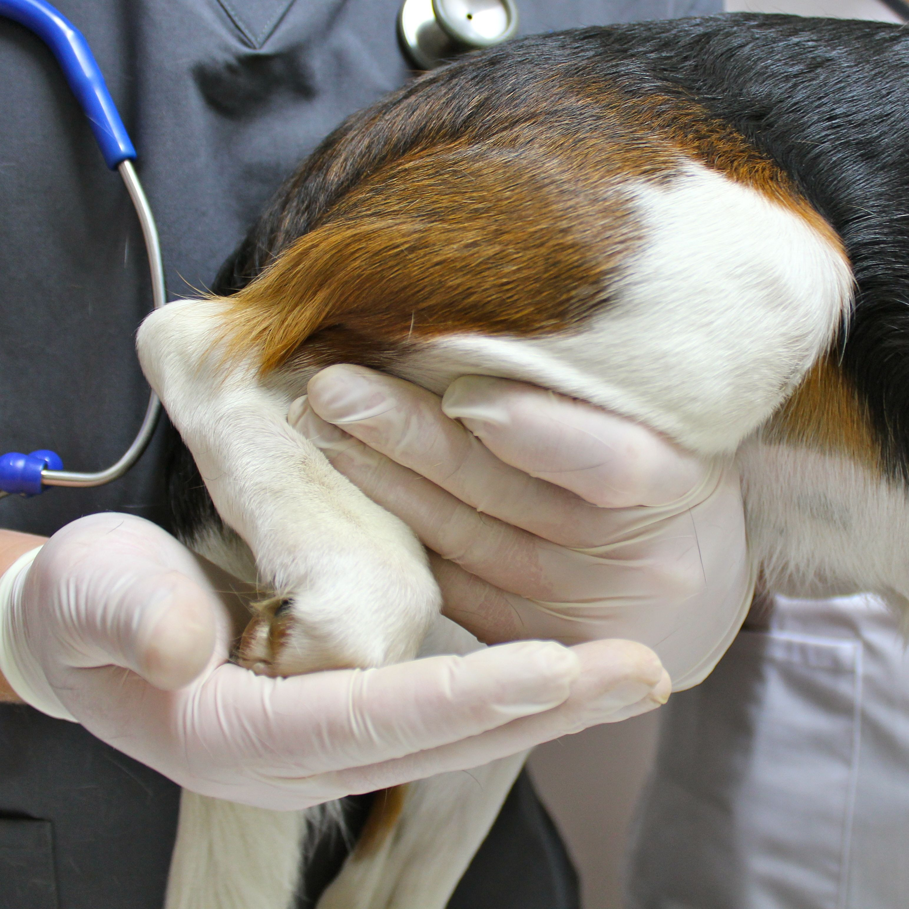 OSTEOARTHRITIS IN DOGS